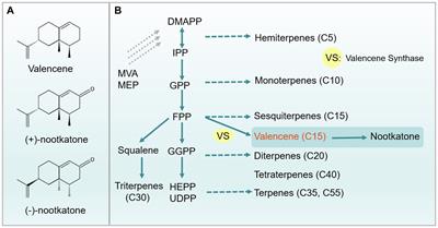 Application of valencene and prospects for its production in engineered microorganisms